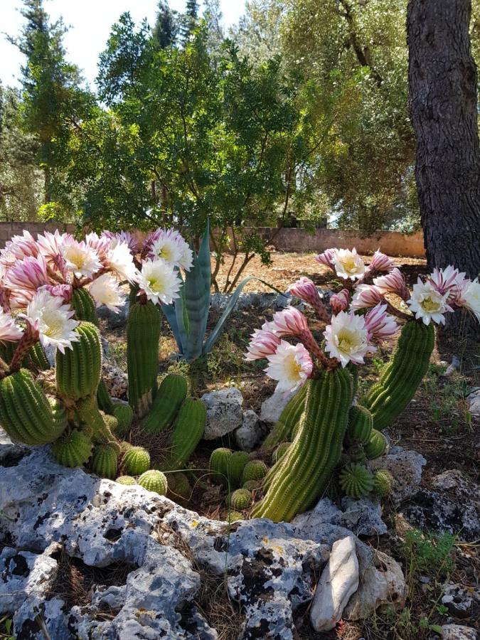 לינה וארוחת בוקר גרוטליה Trulli Di Spinaruta מראה חיצוני תמונה
