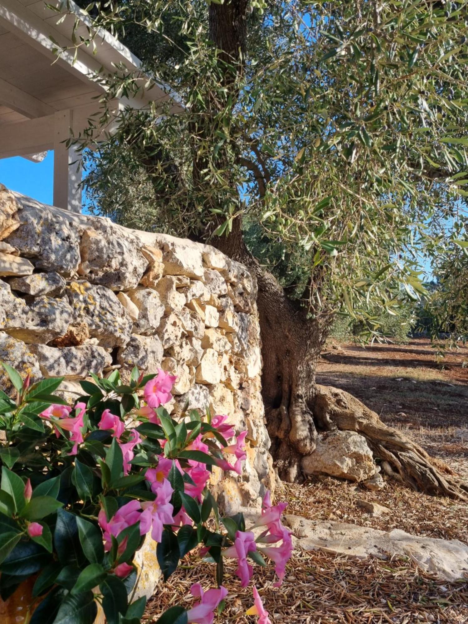 לינה וארוחת בוקר גרוטליה Trulli Di Spinaruta מראה חיצוני תמונה